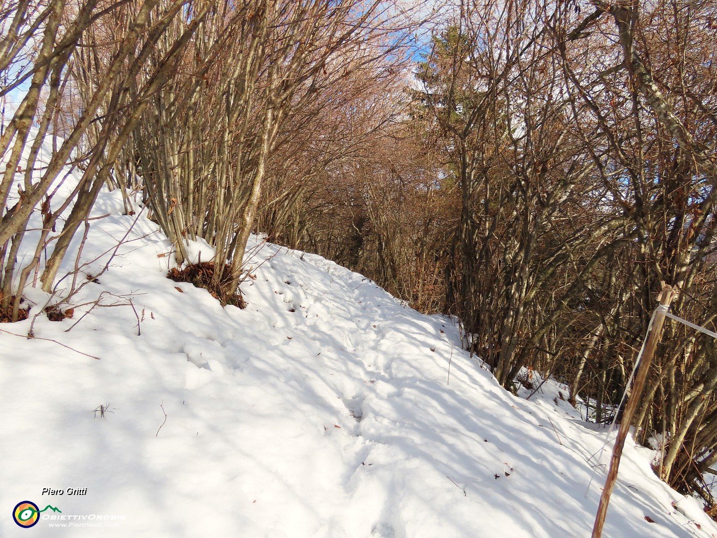 23 Nel bosco pestando neve.JPG